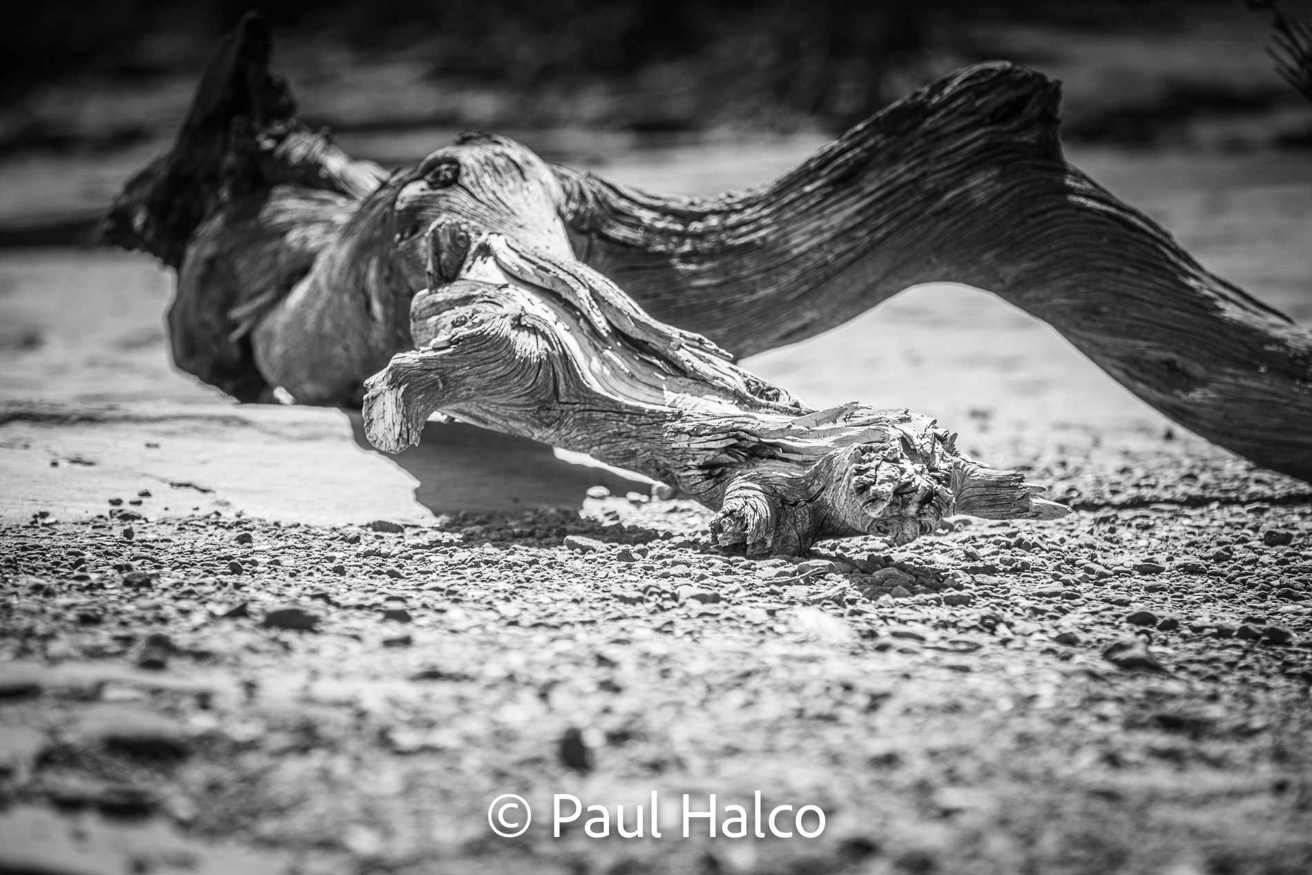 Paul Halco - Arches NP-1